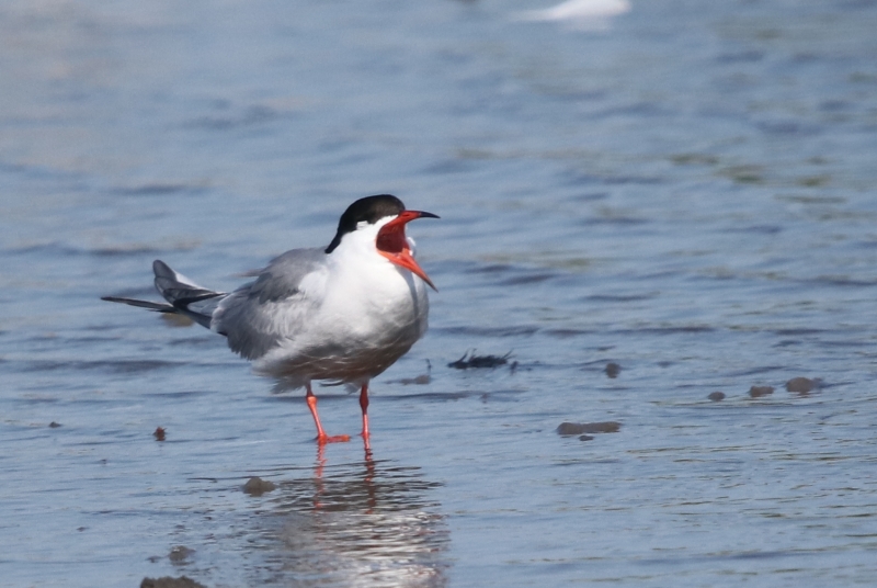 Photo Oiseaux sternes pierregarin