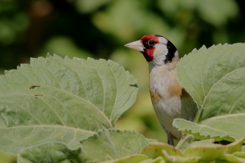 Photo Oiseaux Chardonneret élégant