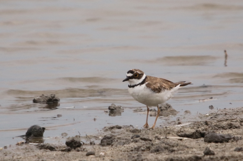 Photo Oiseaux petit gravelot