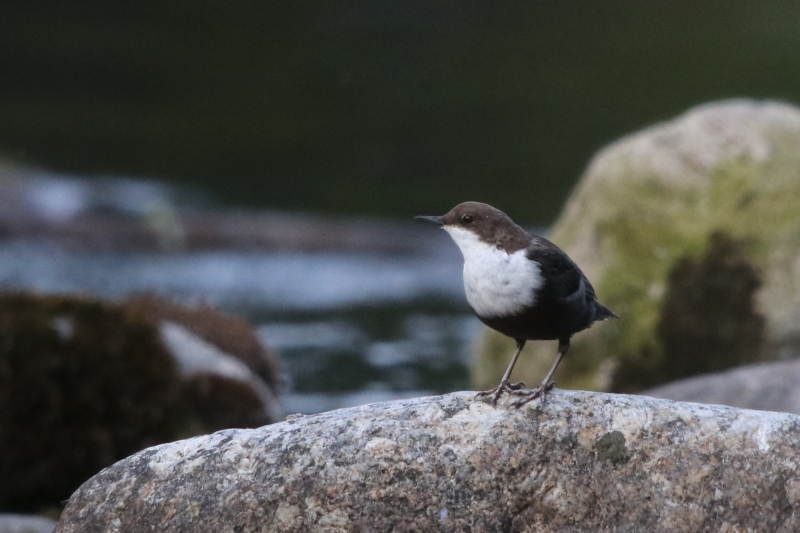 Photo Oiseaux cincle plongeur