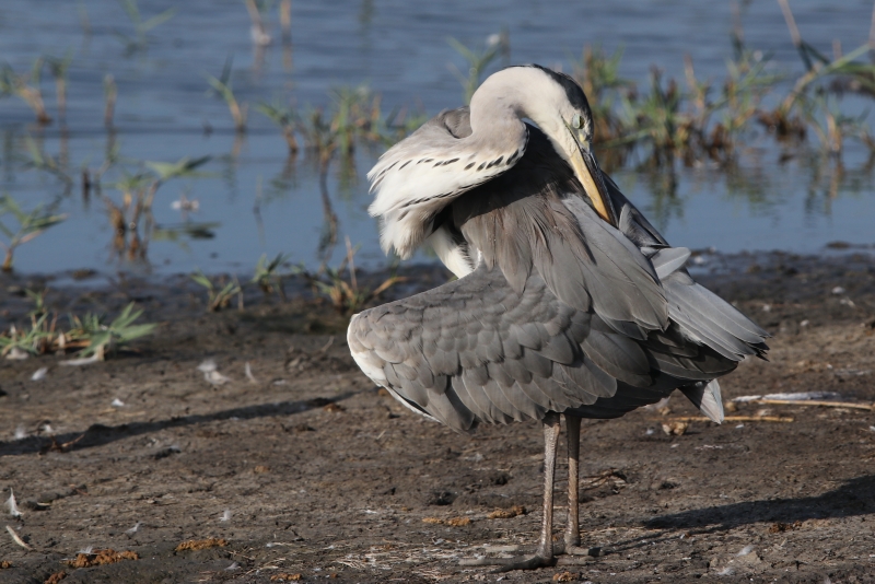 Photo Oiseaux Héron cendré