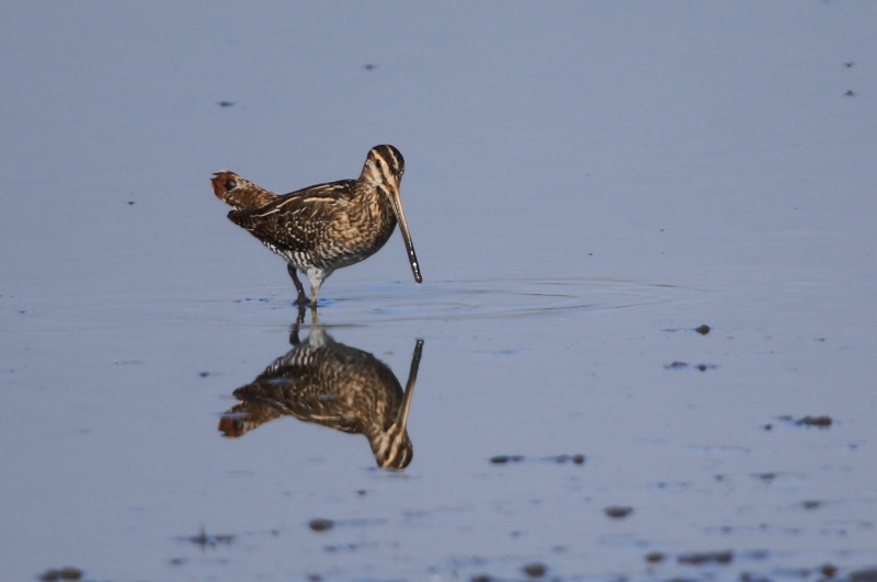 Photo Oiseaux bècassine des marais