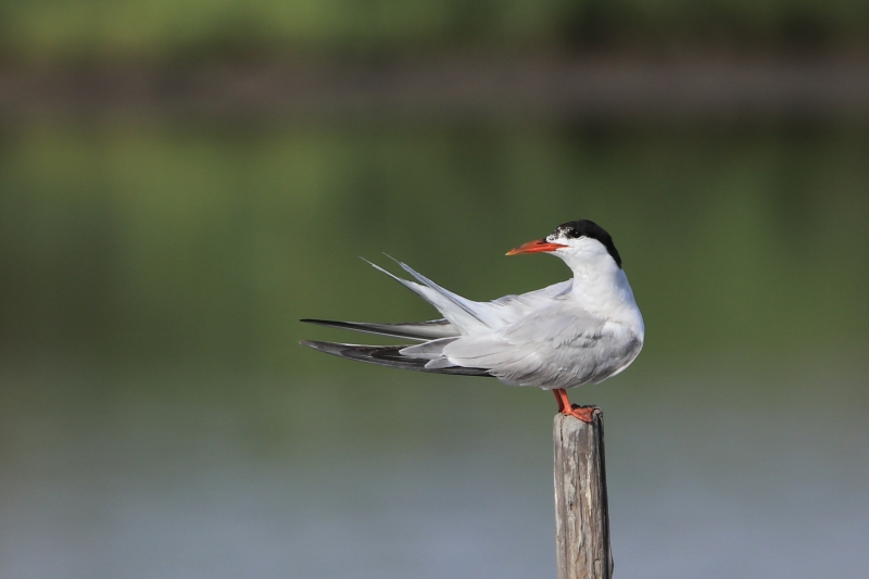 Photo Oiseaux Sterne pierregarin