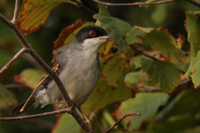 Photo Oiseaux fauvette mélanocéphale ( mâle )