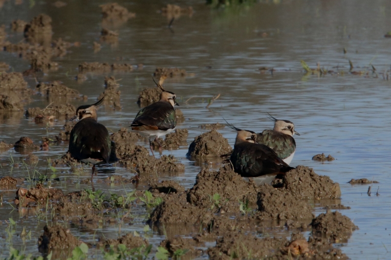 Photo Oiseaux Vanneaux huppés