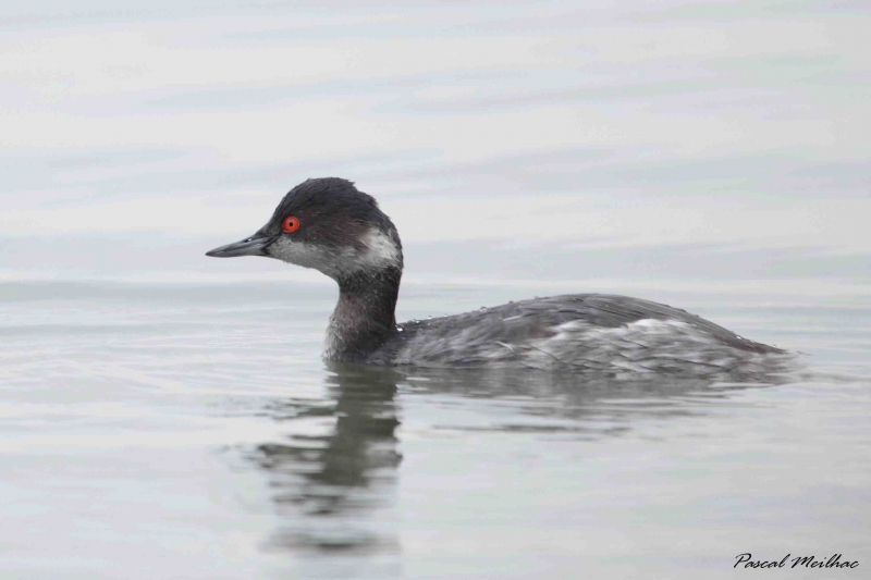 Photo Oiseaux grebe à cou noir