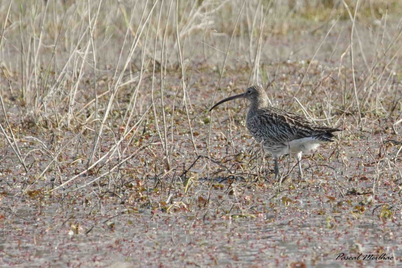 Photo Oiseaux courlis cendré