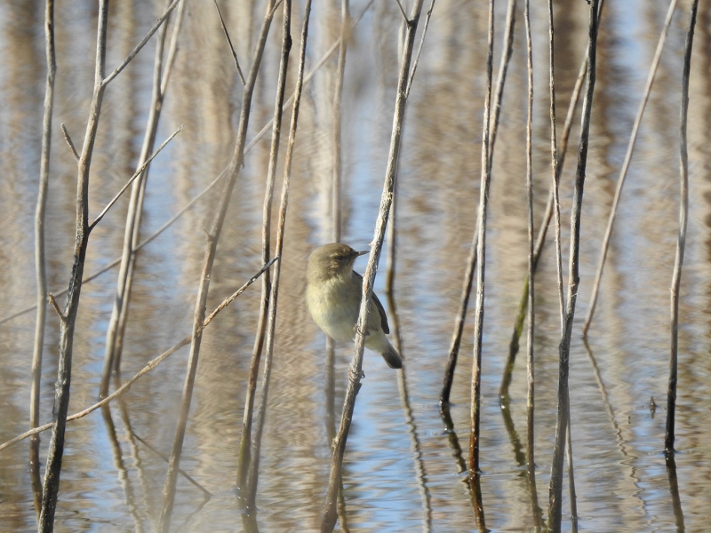 Oiseaux Pouillot véloce