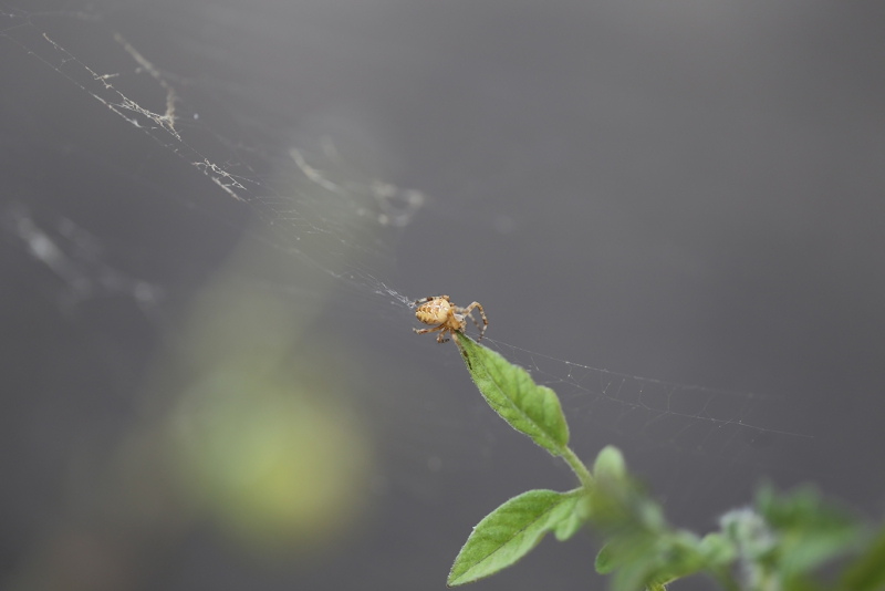 Insectes et Araignées Araneus diadematus, l\'Épeire diadème