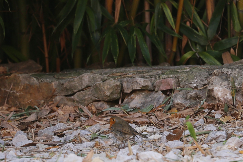 Oiseaux Rouge gorge