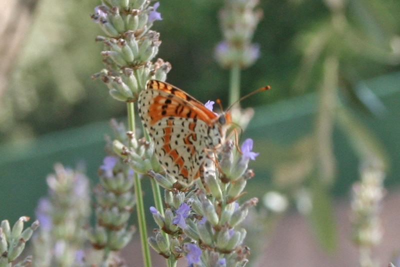 Insectes et Araignées