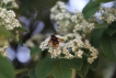  Volucella zonaria