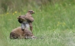 Oiseaux Buse variable (Buteo Buteo)