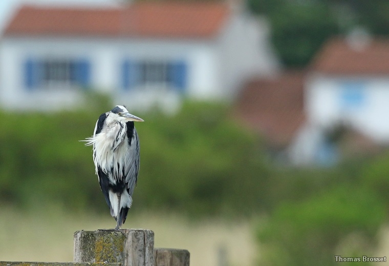 Photo Oiseaux