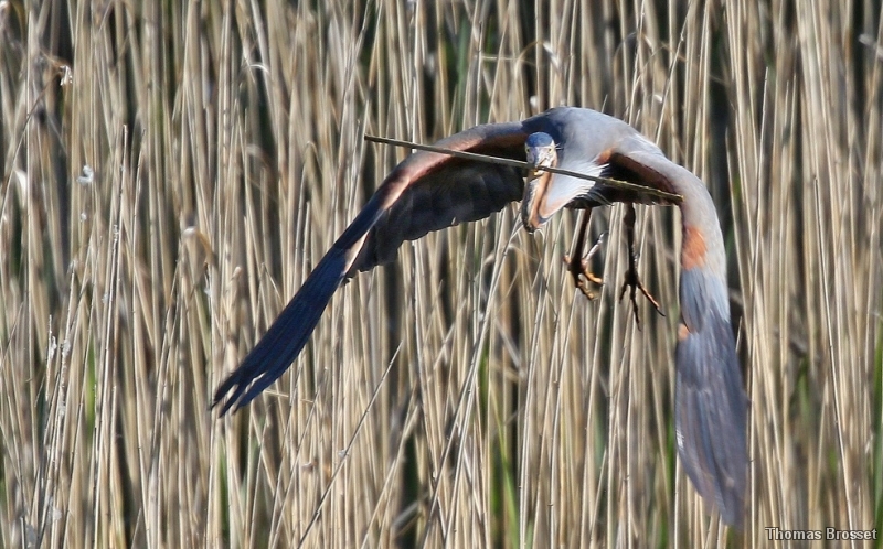 Photo Oiseaux