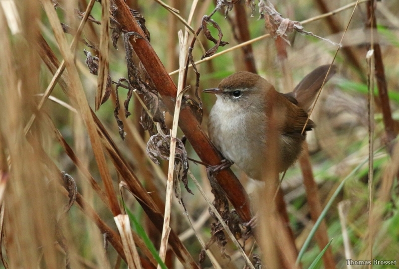 Photo Oiseaux