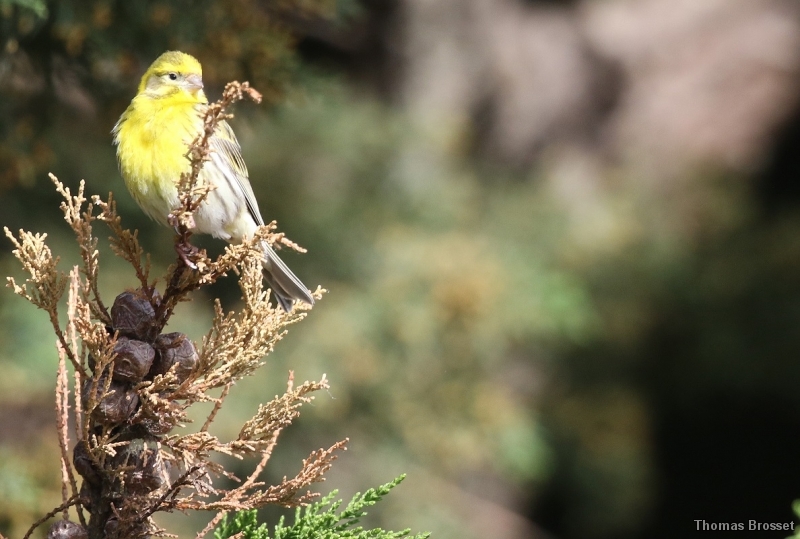 Photo Oiseaux