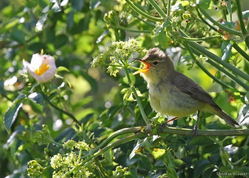 Photo Oiseaux