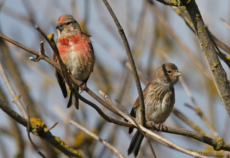 Photo Oiseaux