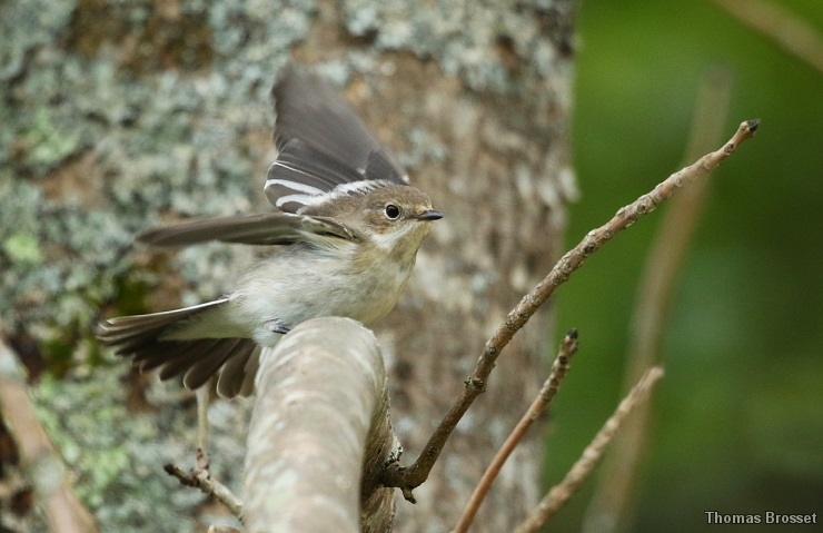 Photo Oiseaux