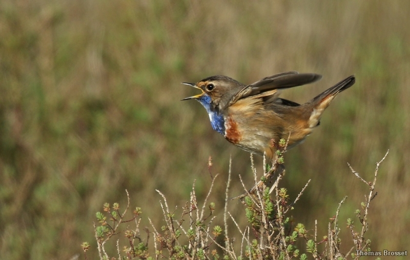 Photo Oiseaux