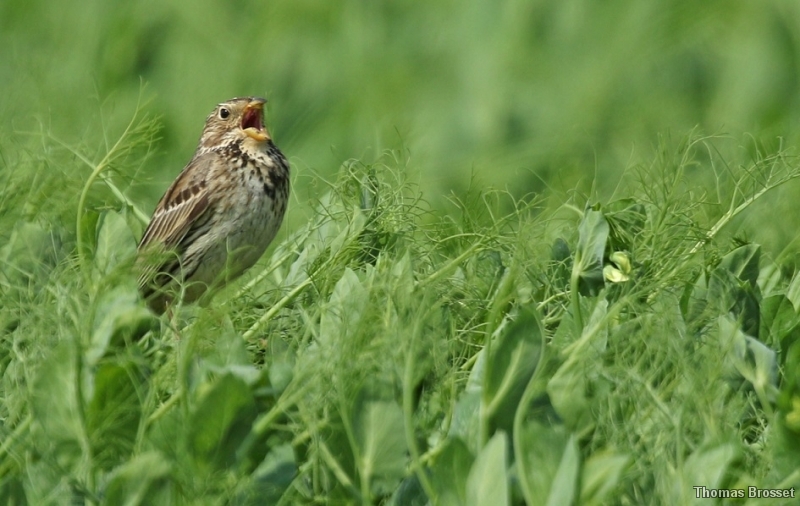 Photo Oiseaux