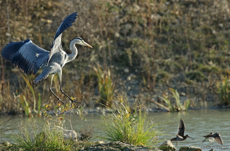 Photo Oiseaux