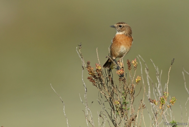 Photo Oiseaux