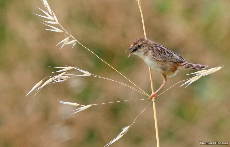 Photo Oiseaux