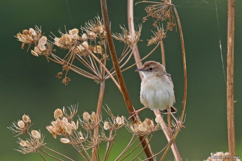 Photo Oiseaux