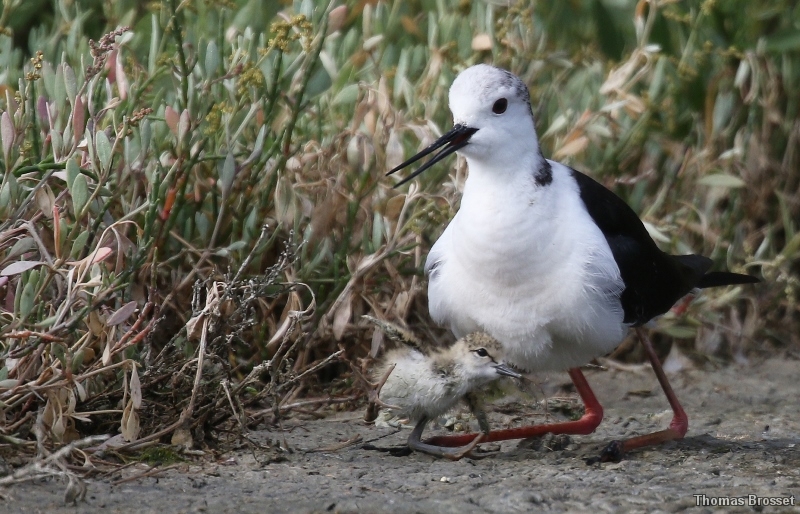 Photo Oiseaux