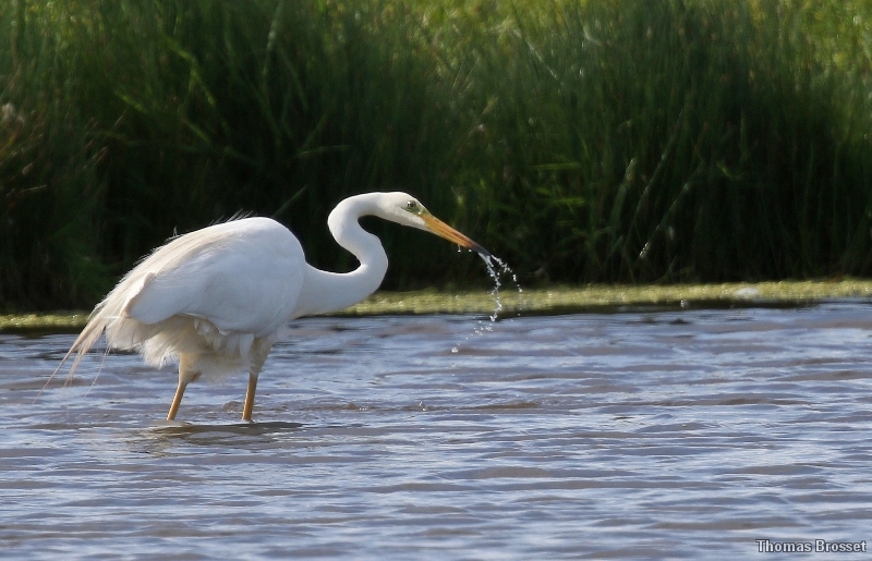 Photo Oiseaux