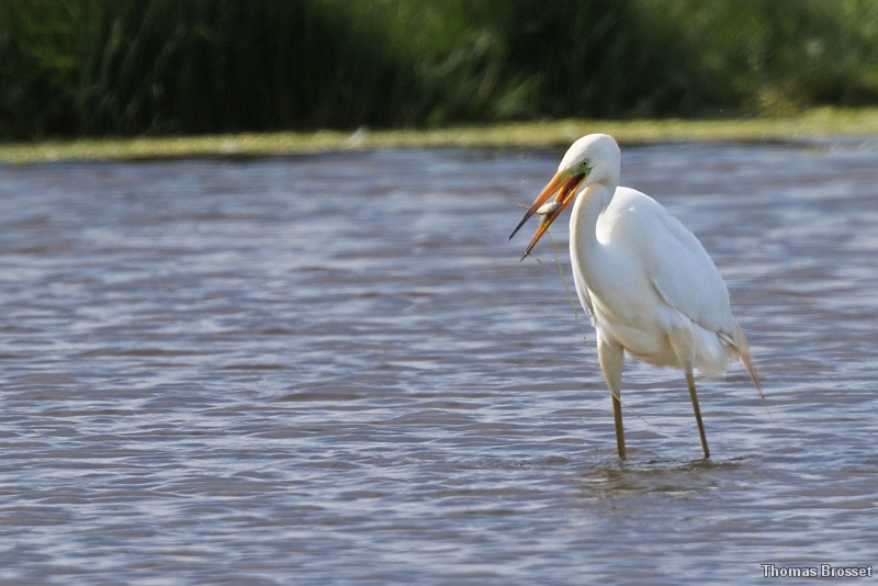 Photo Oiseaux