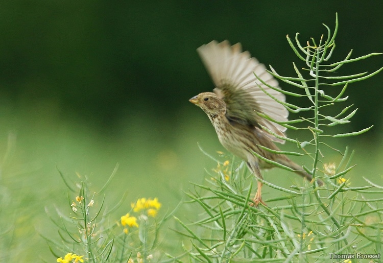 Photo Oiseaux