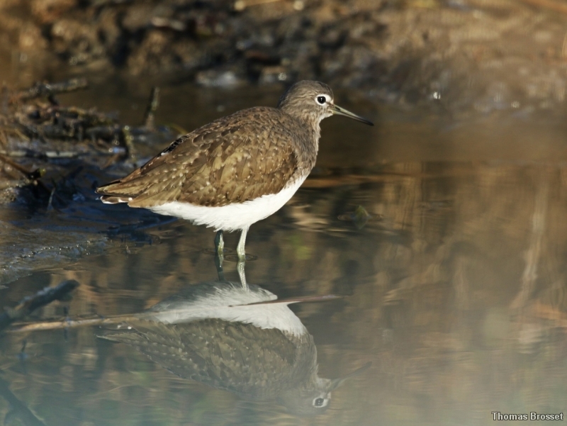 Photo Oiseaux