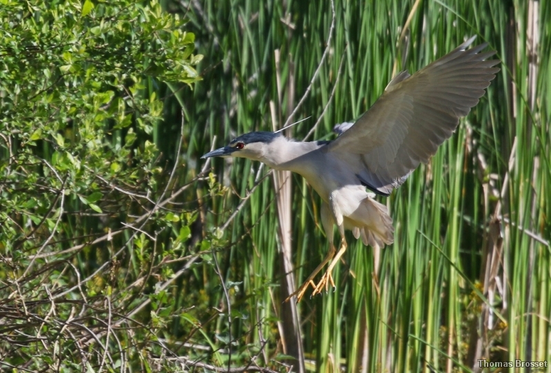 Photo Oiseaux