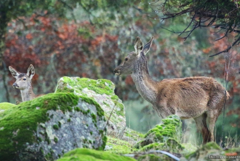 Photo Mammifères