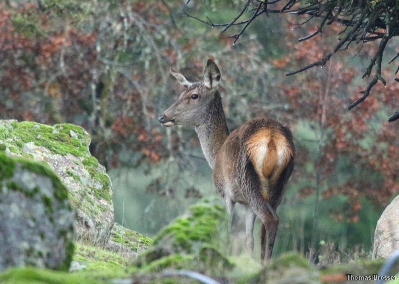 Photo Mammifères