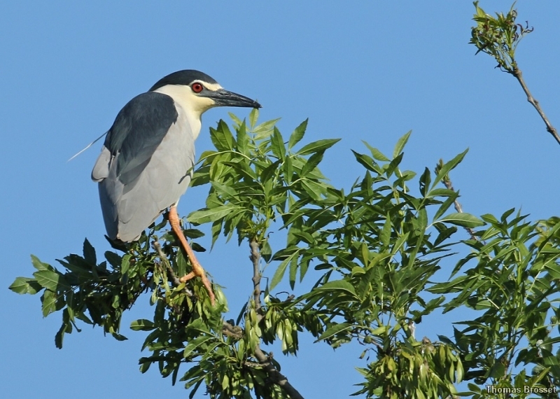 Photo Oiseaux