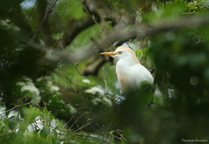 Photo Oiseaux