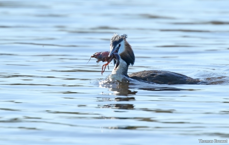 Photo Oiseaux