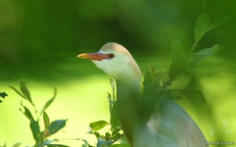 Photo Oiseaux