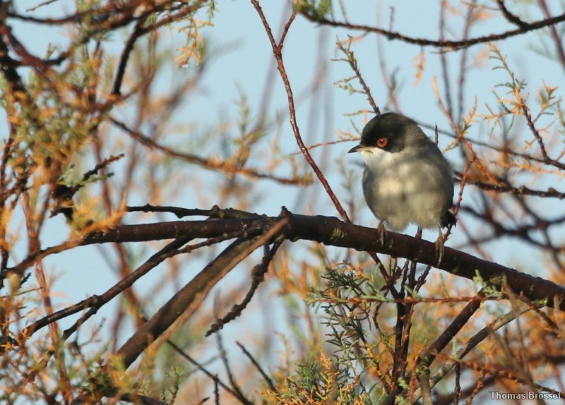 Photo Oiseaux