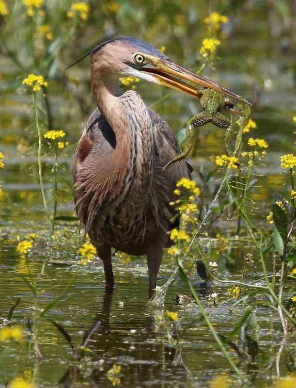 Photo Oiseaux