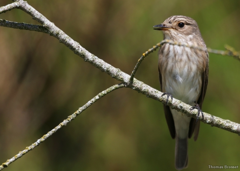 Photo Oiseaux