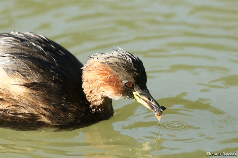 Photo Oiseaux