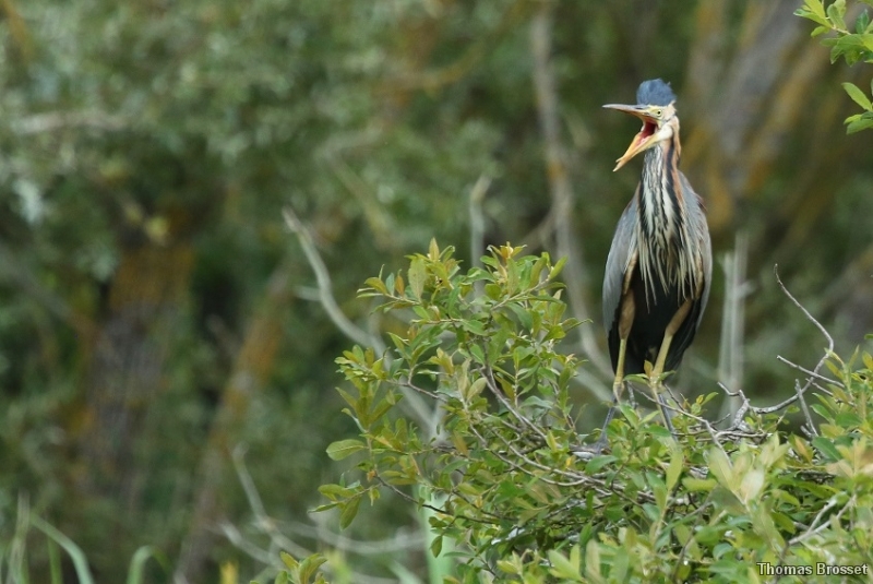 Photo Oiseaux