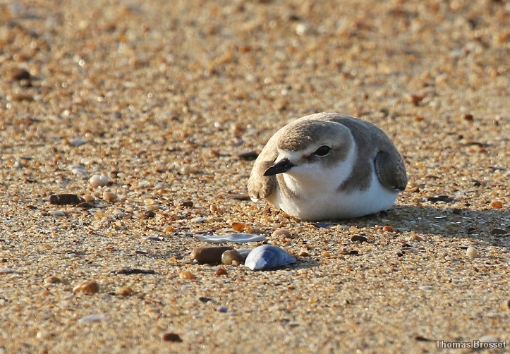 Photo Oiseaux