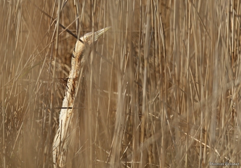 Photo Oiseaux