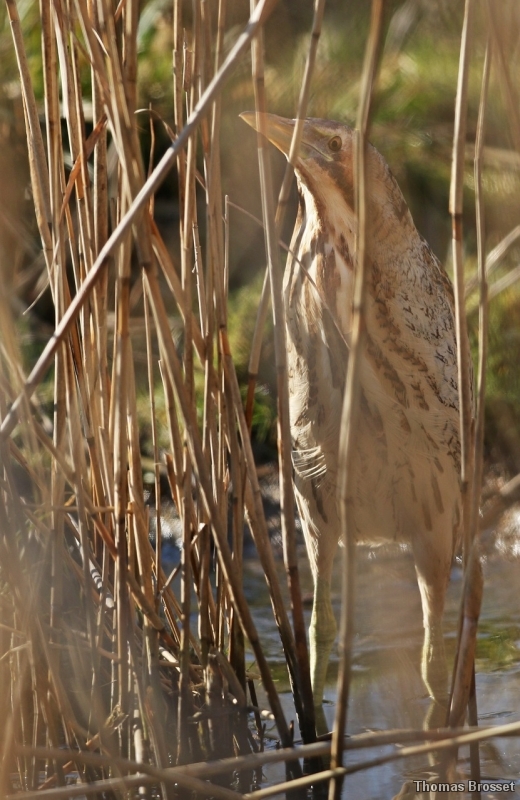 Photo Oiseaux